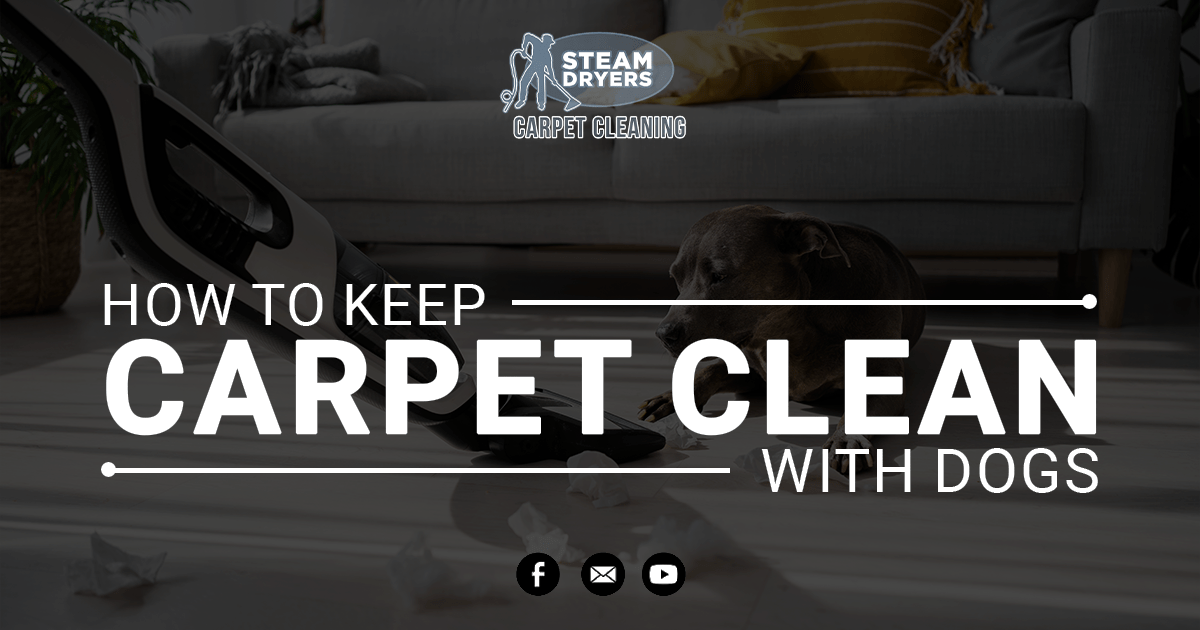 How to Keep Carpet clean with Dog
